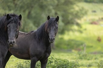 Huculský hřebec, Hucul, malý kůň, pony, tobiano - 4