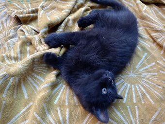 Perská činčila koťátka - 4