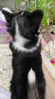 Nádherný čivava pejsek P. P. FCI - 4