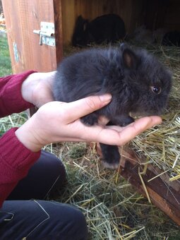 Prodám zakrslá králíčata - 4