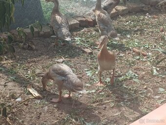 Prodám kachny Indický běžec - 4