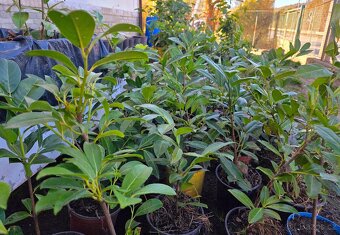 Bobkovišně (pro krásný živý plot) - 4