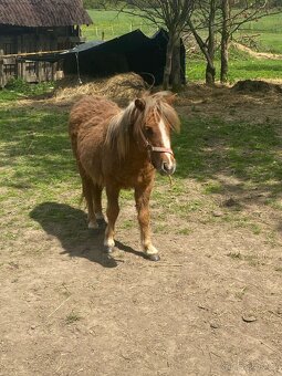 Stehan Pony - 4