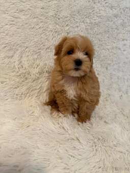 Maltipoo - 4