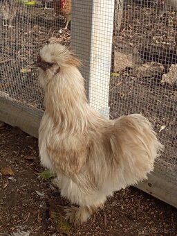 Hedvabnicka USA čokoládová - 4