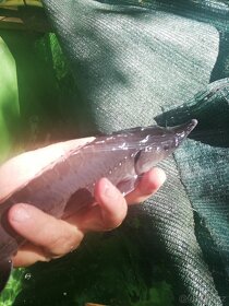 Jeseter sibiřský a rusky - 4