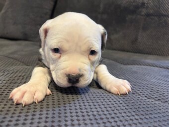 Štěňata Americký stafordšířský teriér - 4