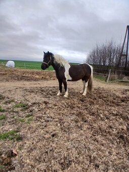 Prodám 5 letou kobylu Welsh - 4