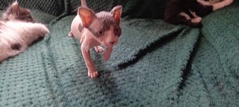 Holčička kanadský sphynx - 4