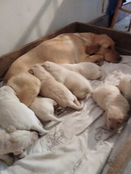 Čistokrevná štěňátka Labradora - 4