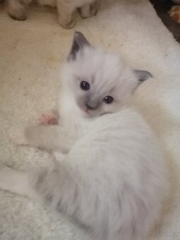 Ragdoll bez PP - 4