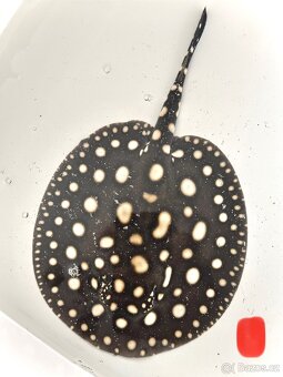 Potamotrygon Black Diamond x Big Spot - 4