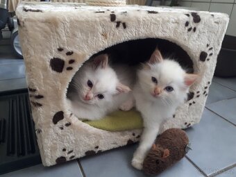 Ragdoll - 4