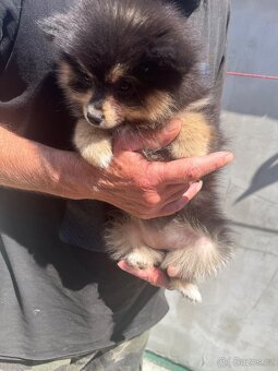 Pomeranian - 4