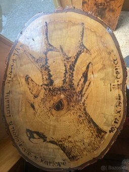 Daněk,myslivost - 4