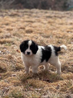 Landseer - 4