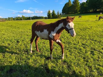 Roční kobylka Paint horse overo - 4