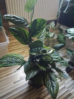 Monstera Karstenianum ( Peru ) č.1 - 4