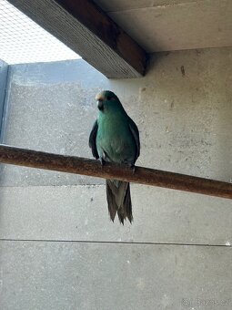 Kakariki - 4
