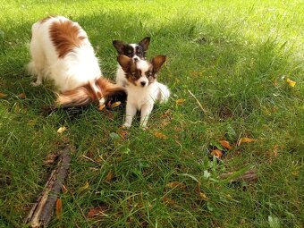 Papillon s PP - 4
