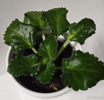 Fialka "curly" bílá - 4