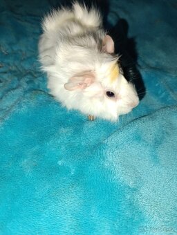 Samičky morčátka - 4