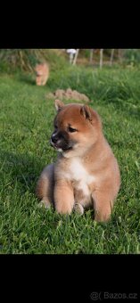 shiba inu - 4