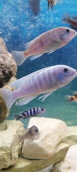 Prodam tlamovce z Malawi - 4