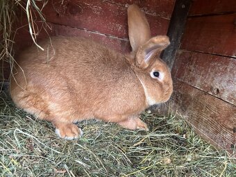 CHOVNÍ KRÁLÍCI K PŘIPUŠTĚNÍ - 4