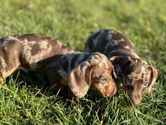 Trpasličí jezevčík Čoko Merle - 4