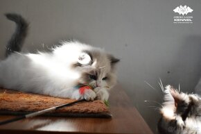 Ragdoll s PP – kocourek na výstavy a chov - 4