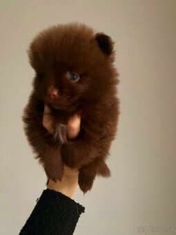 Pomeranian Edward Dogs Dream Pom Kennel - 4