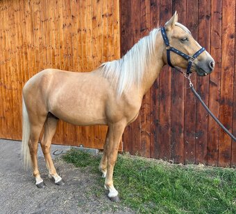 Pony - 4