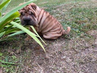 Sharpei , šarpej - 4