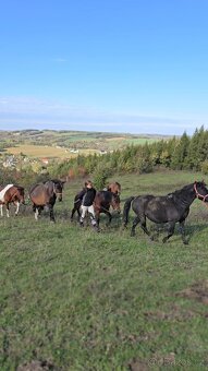 Huculská klisna, hucul, Tobiano, pony, malý kůň - 4