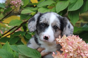 Welsh corgi cardigan s PP - 4