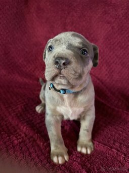 Prodej šťeňat American Bully Teplice - 4