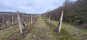 Prodej vinice ve Starovicích u Hustopečí - 4