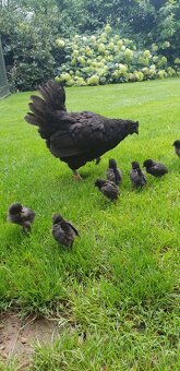 Kuřata Ayam Cemani - 4