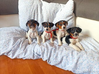 Jack Russell - 4