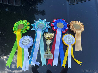 Licentovaný hřebec Welsh pony sekce B ,zařazen do HPK-AP - 4