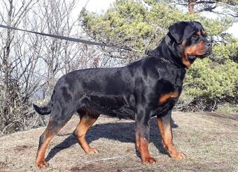 Šteniatka Rottweilera,Rottweiler, Rotvajler, Rottweiler s PP - 4