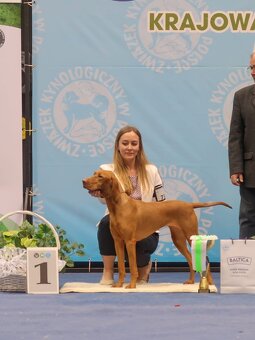 Maďarský ohař krátkosrstý (ZKwP/FCI) - 4