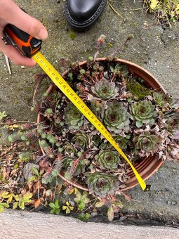 Květináče (i s obsahem pokud chcete) - cena za vsechny - 4