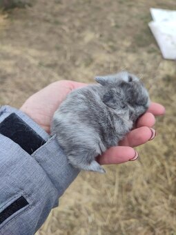 Zakrslý králíček - 4