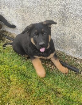 Německý ovčák - štěňata s PP - 4