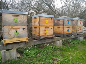 včely, oddělky, včelí matky, přezimovaná včelstva - 4