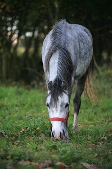 4letá pony klisna, prodej či bezplatný pronájem - 4