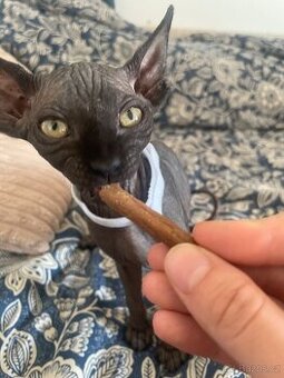 Kočičky Sphynx - 4