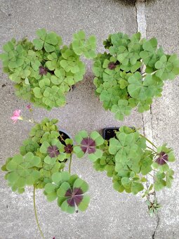 Pokojovky, oxalis - 4
